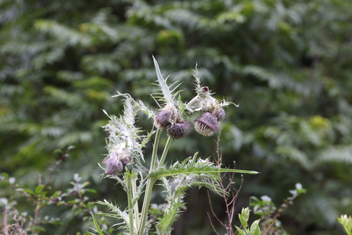 Cirsium botryodes — photo