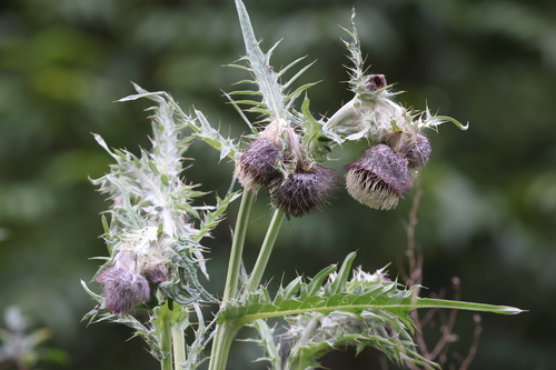 Cirsium botryodes