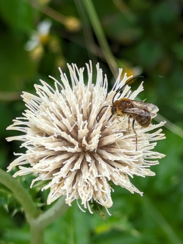 Cirsium brevicaule — photo