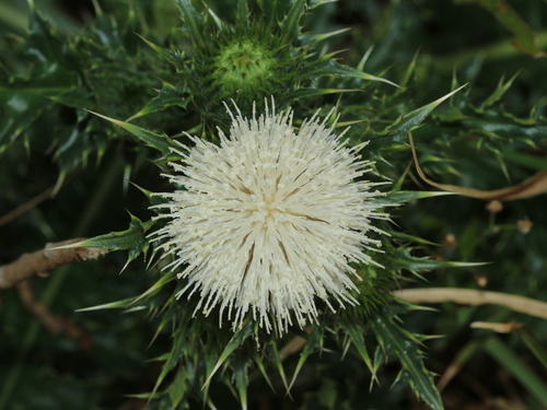 Cirsium brevicaule