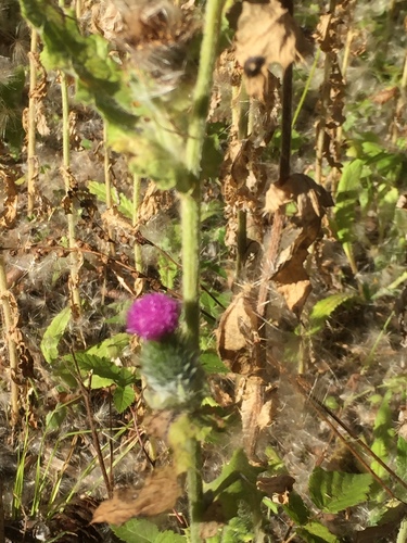 Cirsium brevistylum (Indian thistle) — photo