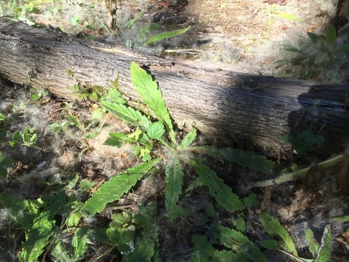 Cirsium brevistylum (Indian thistle) — photo