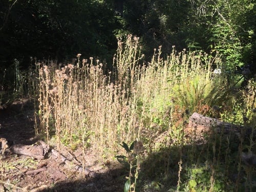 Cirsium brevistylum