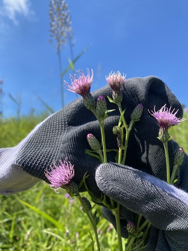 Cirsium buergeri — photo