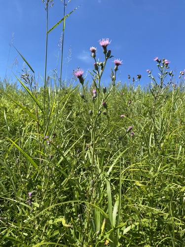 Cirsium buergeri