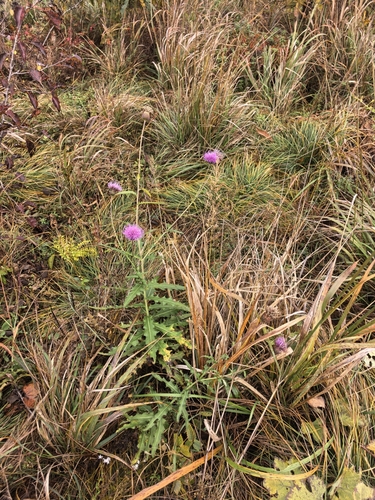 Cirsium chinense — photo