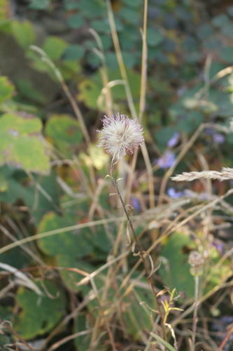 Cirsium chinense — photo