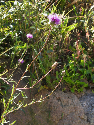 Cirsium chinense