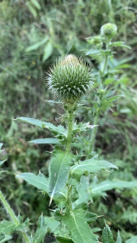 Cirsium ciliatum subsp. szovitsii — photo