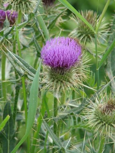 Cirsium ciliatum subsp. szovitsii — photo