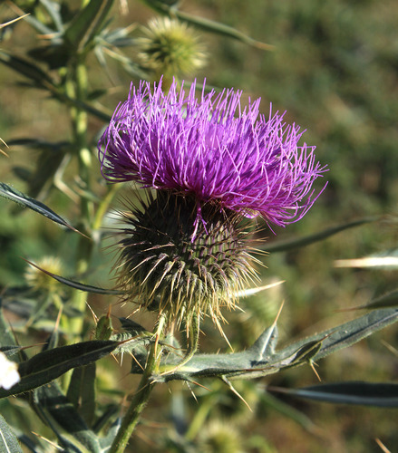 Cirsium ciliatum subsp. szovitsii
