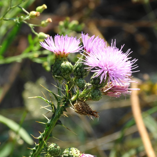 Cirsium creticum — photo