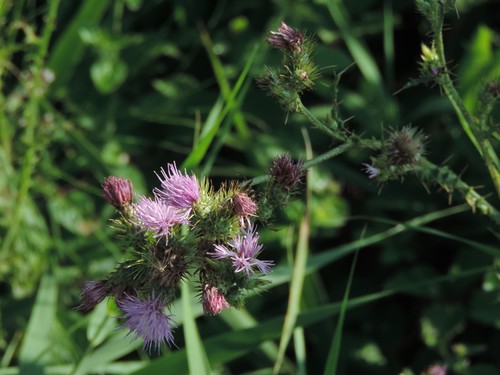 Cirsium creticum — photo