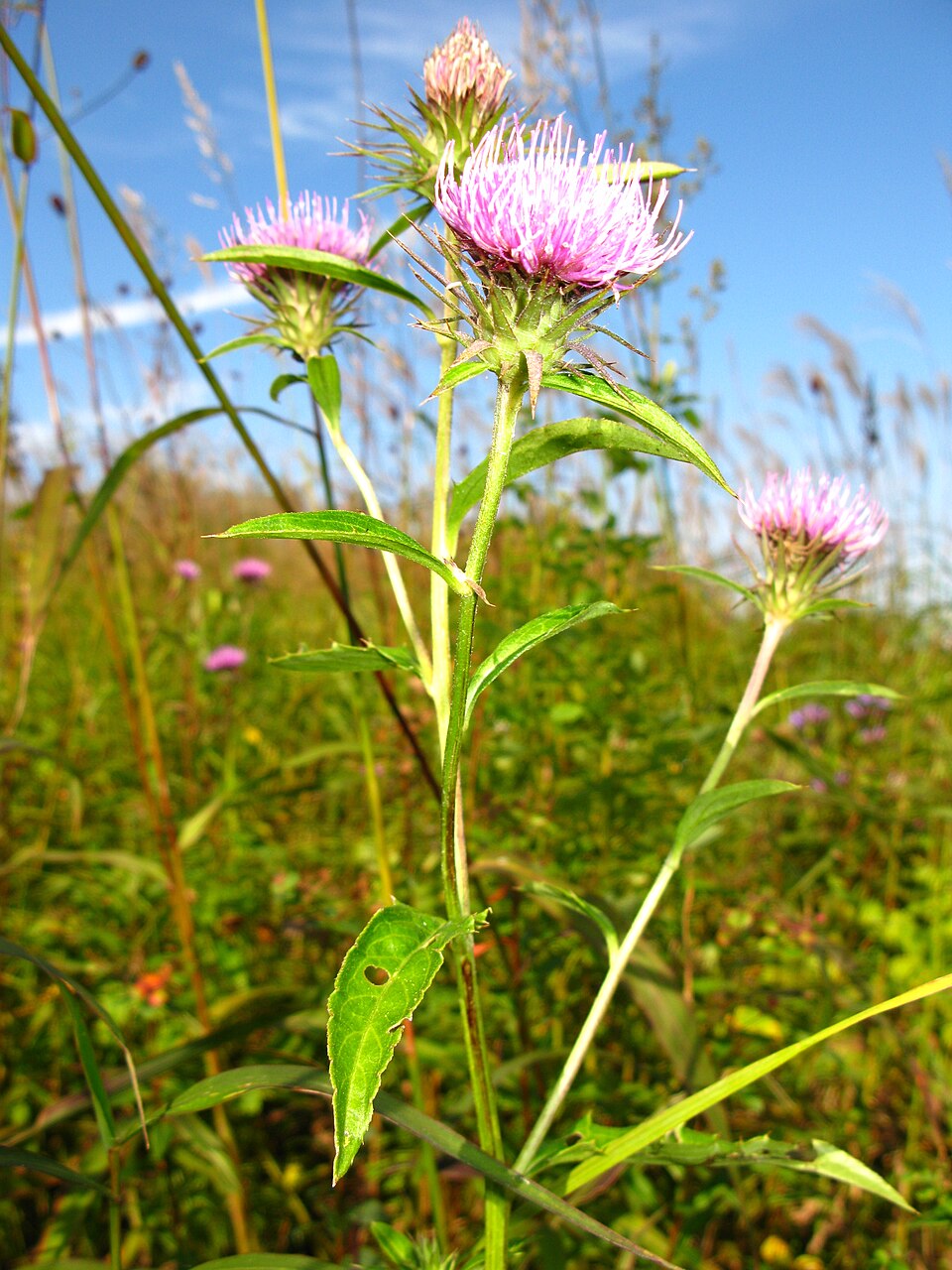 Cirsium dipsacolepis — photo