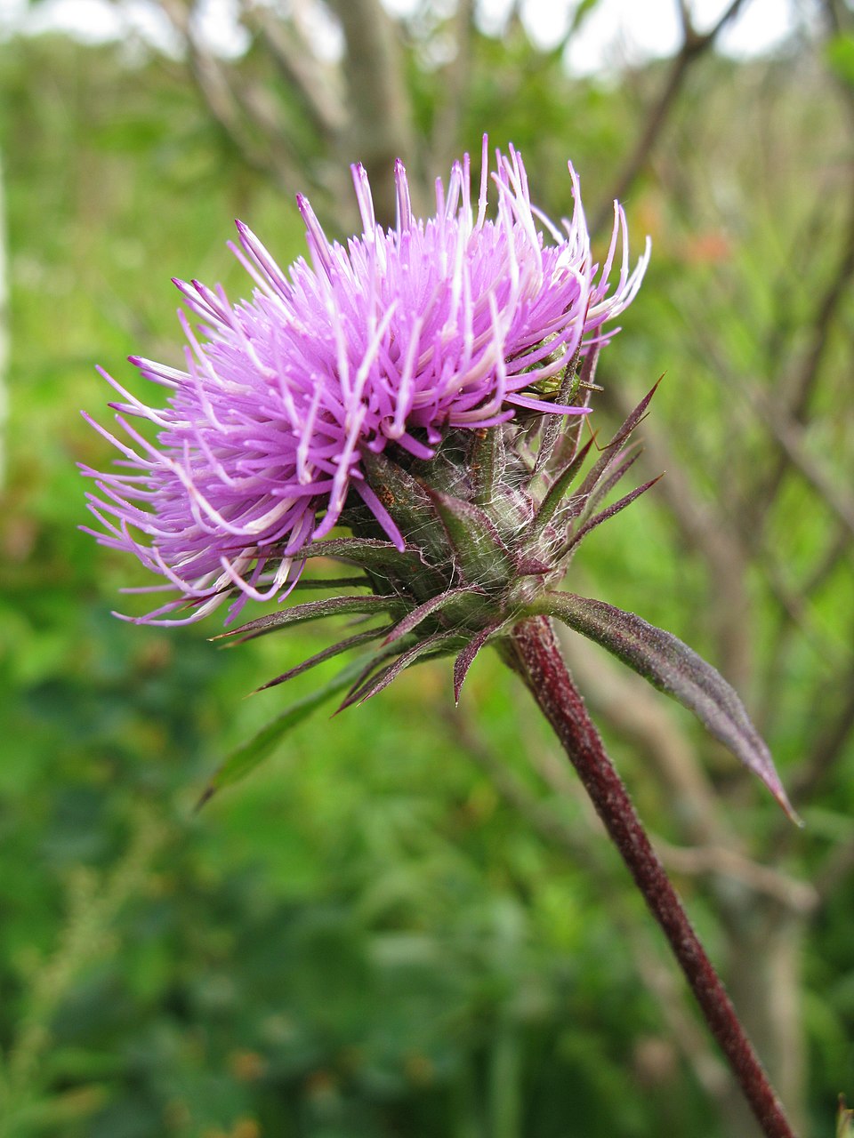 Cirsium dipsacolepis