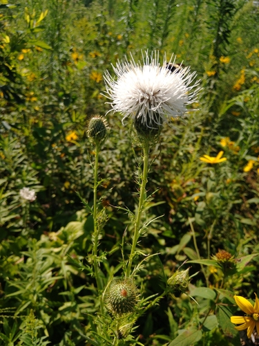 Cirsium discolor (Field thistle) — photo