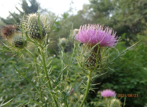 Cirsium discolor