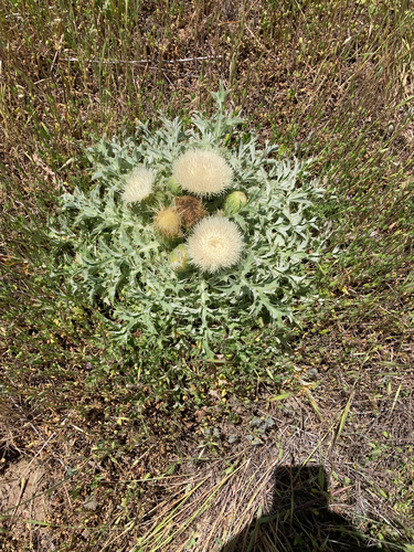 Cirsium drummondii (Drummond's thistle) — photo