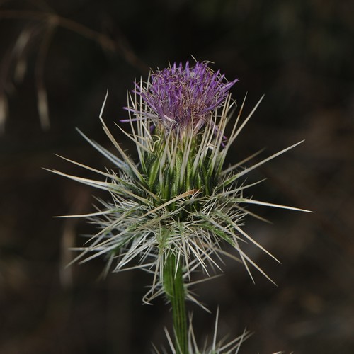 Cirsium eatonii var. eriocephalum (Mountain Thistle) — photo