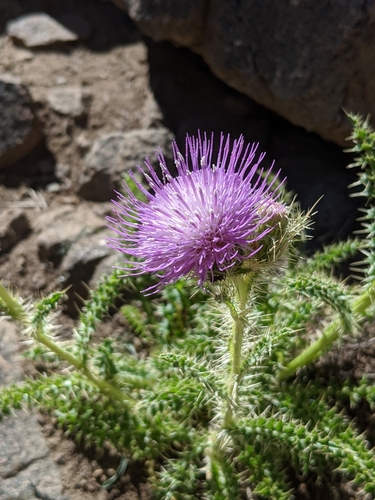 Cirsium eatonii var. eriocephalum
