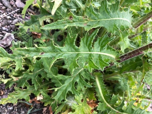 Cirsium edule (Edible thistle) — photo