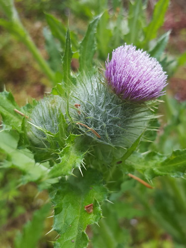 Cirsium edule (Edible thistle) — photo