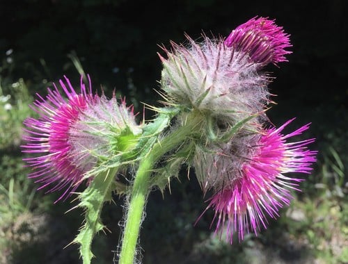Cirsium edule