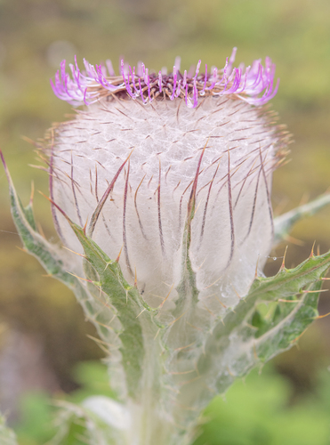 Cirsium eriophoroides — photo