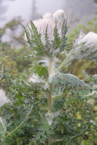 Cirsium eriophoroides — photo