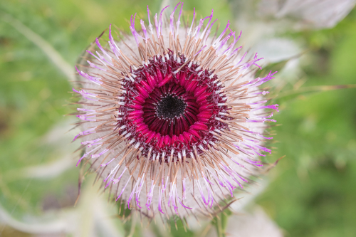Cirsium eriophoroides