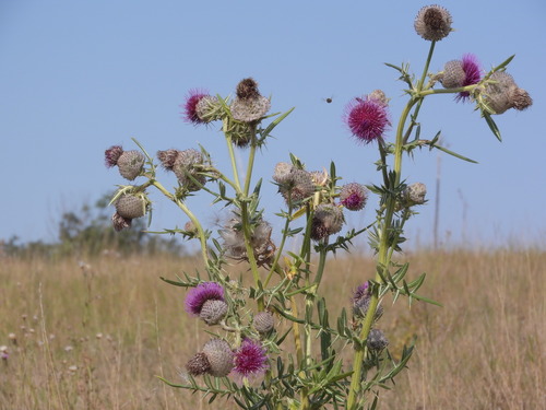 Cirsium eriophorum (Woolly thistle) — photo