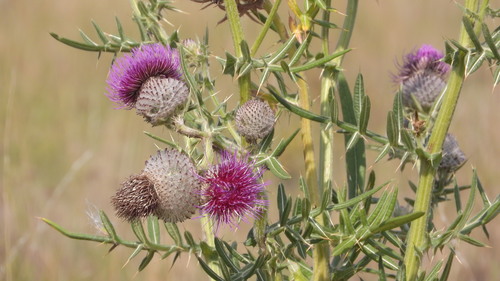 Cirsium eriophorum (Woolly thistle) — photo