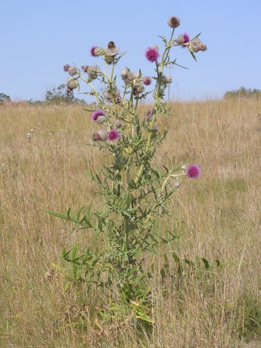 Cirsium eriophorum