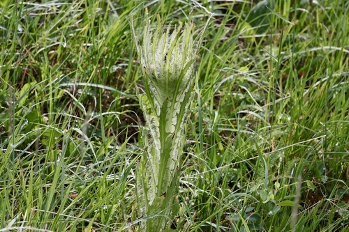 Cirsium foliosum (Dwarf thistle) — photo