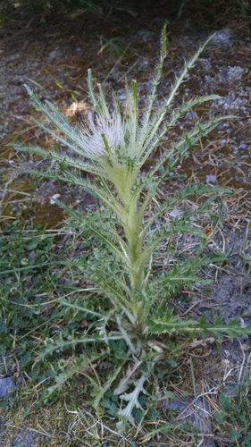 Cirsium foliosum