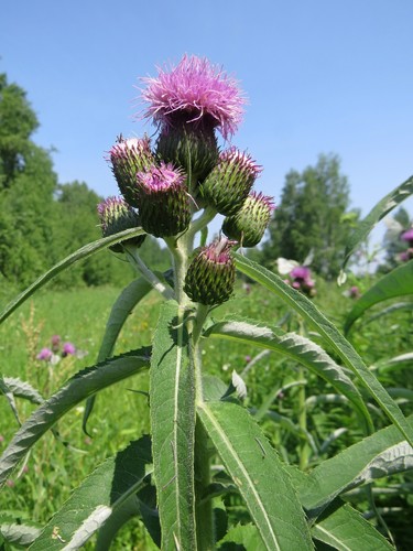 Cirsium helenioides — photo