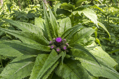 Cirsium helenioides — photo