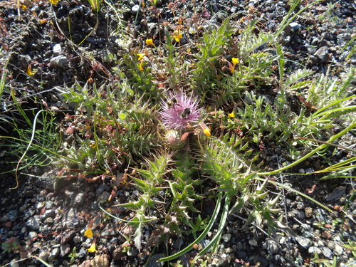 Cirsium hookerianum (White thistle) — photo