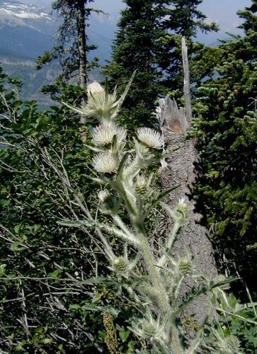 Cirsium hookerianum