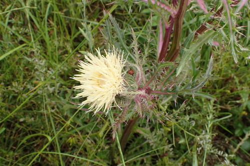 Cirsium horridulum (Bull thistle) — photo