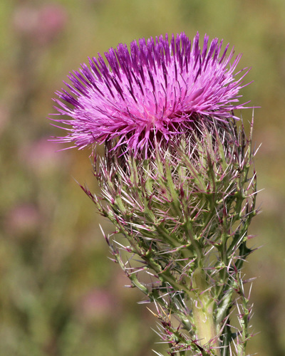 Cirsium horridulum