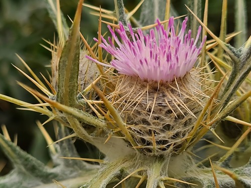 Cirsium isophyllum — photo