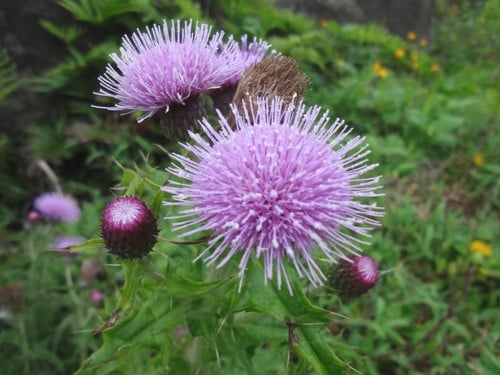 Cirsium japonicum