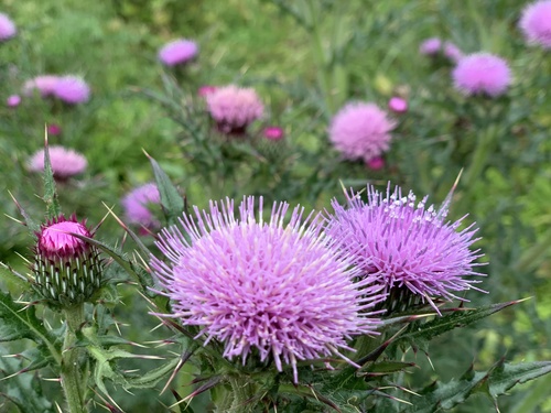 Cirsium japonicum (Cat thistle) — photo