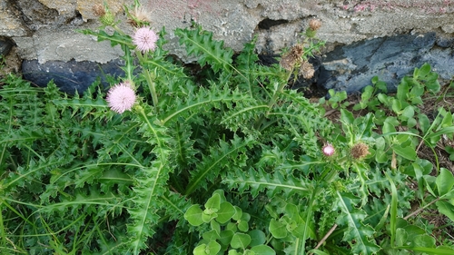 Cirsium japonicum var. maackii — photo