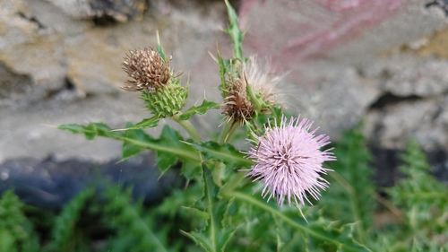 Cirsium japonicum var. maackii
