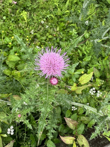 Cirsium japonicum var. maackii — photo