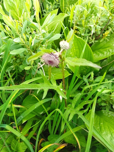 Cirsium kamtschaticum (Kamchatka Thistle) — photo