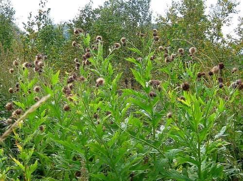 Cirsium kamtschaticum