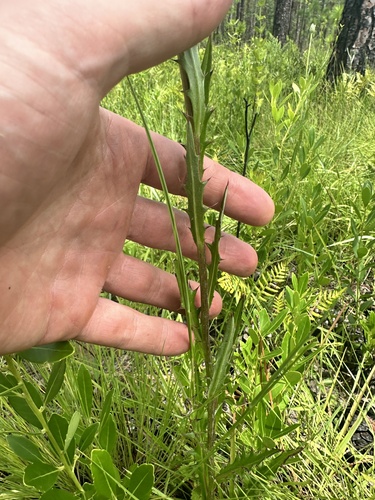 Cirsium lecontei — photo